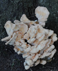 Laetiporus cincinnatus