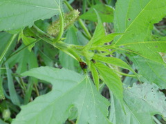 Rhodobaenus quinquepunctatus