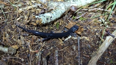 Plethodon