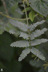 Mimosa diplotricha