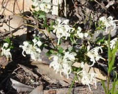 Grevillea pilulifera