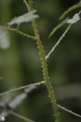 Mimosa diplotricha
