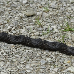 Pantherophis spiloides