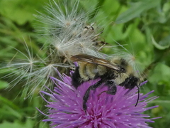 Bombus citrinus