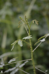 Mimosa diplotricha