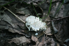 Sebacina schweinitzii