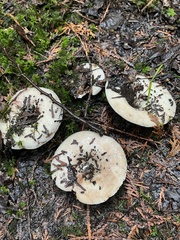 Lactarius pubescens