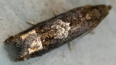 Eucosma parmatana