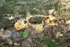 Pleurotus citrinopileatus