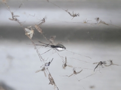 Argyrodes elevatus