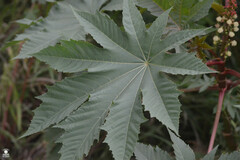 Ricinus communis