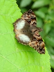 Noctuana lactifera