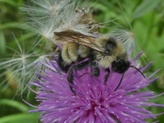 Bombus citrinus