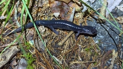 Plethodon