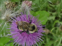 Bombus citrinus