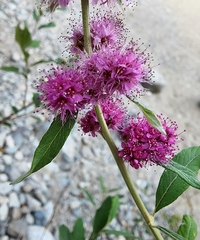 Spiraea douglasii