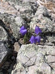 Campanula rotundifolia