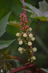 Ricinus communis
