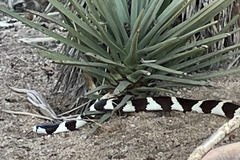 Lampropeltis californiae