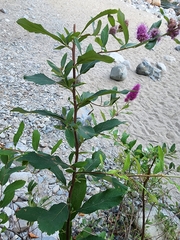 Spiraea douglasii