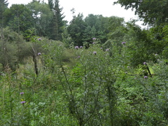 Cirsium discolor