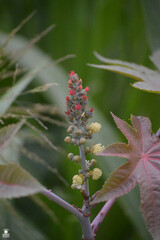 Ricinus communis