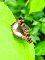 Noctuana lactifera