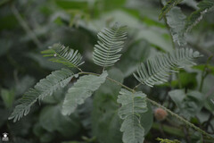 Mimosa diplotricha