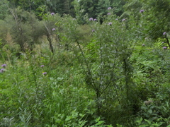 Cirsium discolor