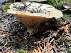 Lactarius pubescens