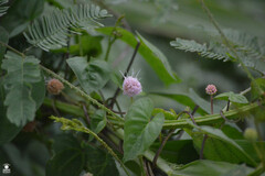 Mimosa diplotricha