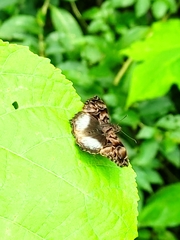 Noctuana lactifera