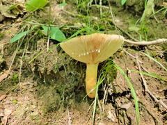 Lactifluus volemus