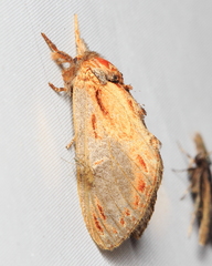 Notodonta scitipennis