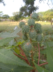 Ricinus communis