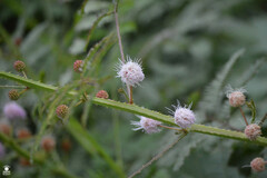 Mimosa diplotricha