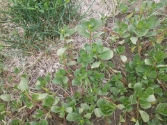 Portulaca oleracea