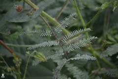 Mimosa diplotricha