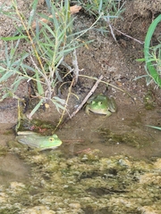 Lithobates catesbeianus