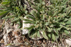Phacelia hastata compacta