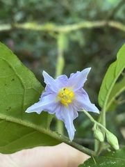 Solanum macoorai