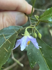 Solanum macoorai