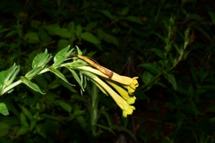 Lithospermum oblongifolium