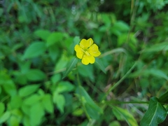 Oenothera parviflora