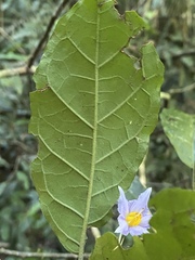 Solanum macoorai
