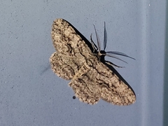 Anavitrinella pampinaria