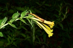 Lithospermum oblongifolium