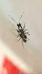 Pranburia mahannopi