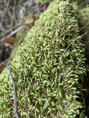 Ulota crispa