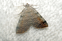 Idia americalis